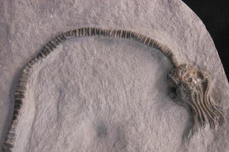 A complete sea lily crinoid fossil on a limestone slab, stem curving away from the calyx